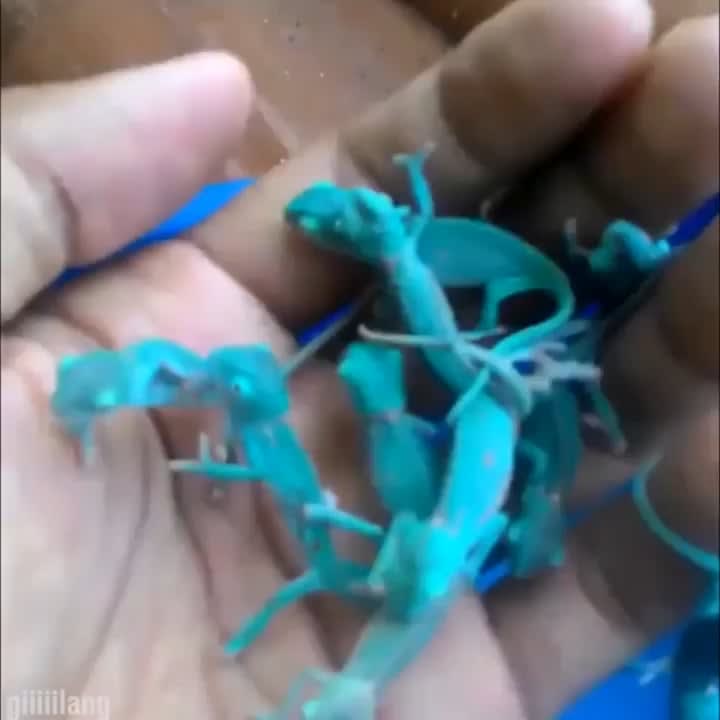 Baby chameleons