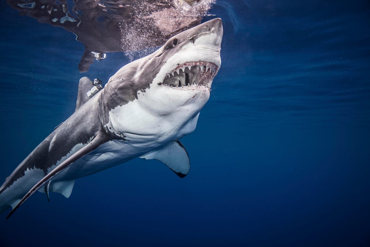 How Many Great White Sharks Are ‘Doing It’ In Australia?