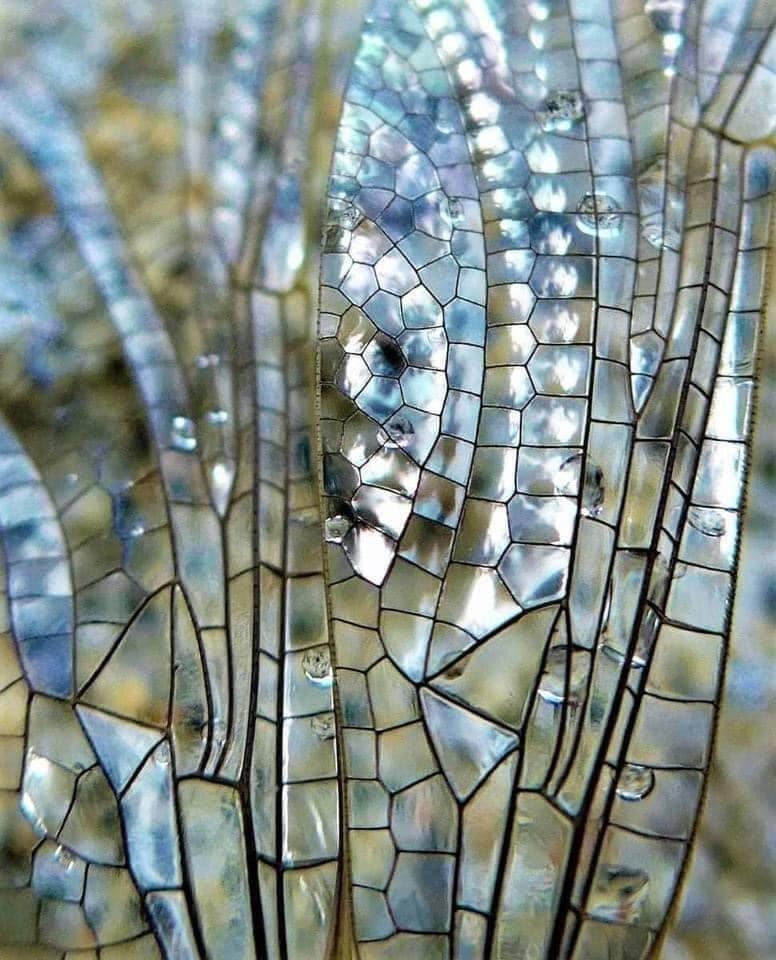 Close-up of a dragonfly wing