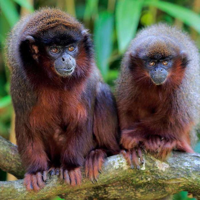 An extinct monkey evolved to live like a sloth in the Caribbean