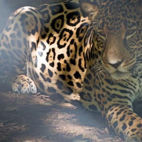 Undercover Investigation: Shocking New Evidence Finds Wild Jaguars Cruelly Poached To Fuel Traditional Asian Medicine Trade