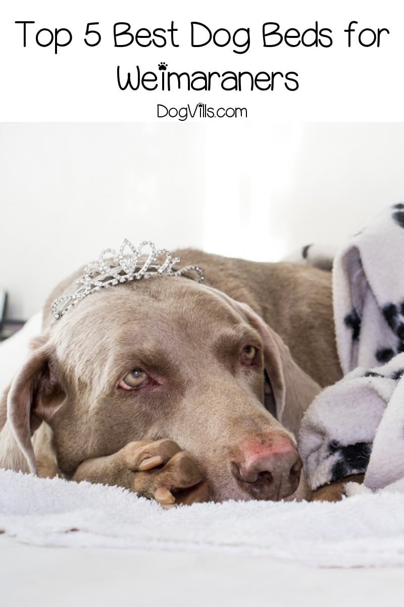 Top 5 Best Dog Beds for Weimaraners (with Reviews)