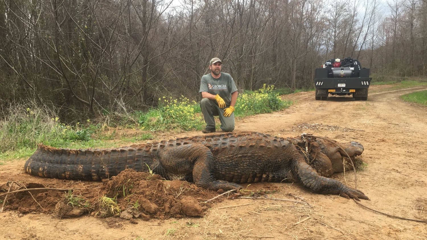 'Massive' alligator weighing about 700 pounds found in ditch