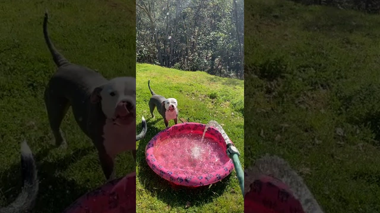Dog Jumps in Excitement and Other Waits Patiently While Kiddy Pool Gets Filled For Them - 1196227
