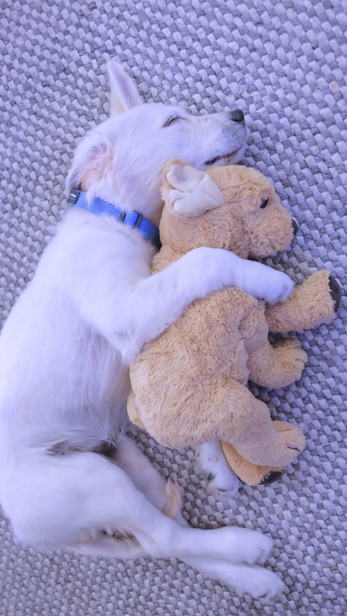 Golden retriever grows up with her favorite toy