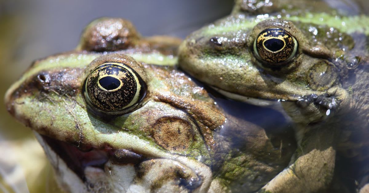 Frogs in tiny taffeta shorts paved the way for human in-vitro fertilization