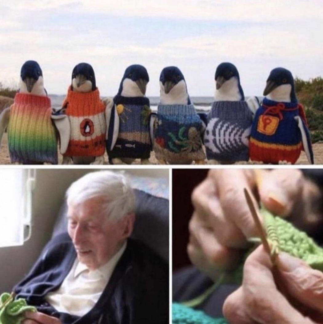 Australia’s oldest man knits tiny sweaters for injured penguins