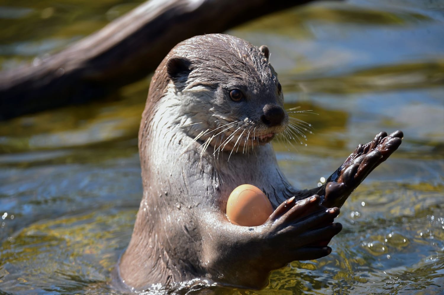 Otters 'Juggle,' but the Behavior's Function Remains Mysterious