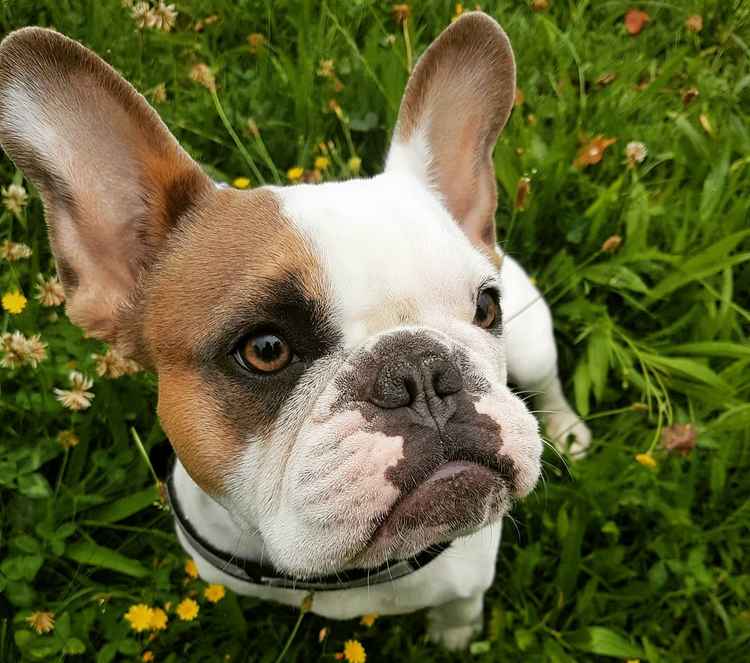 How To Improve Your Dog's Immune System