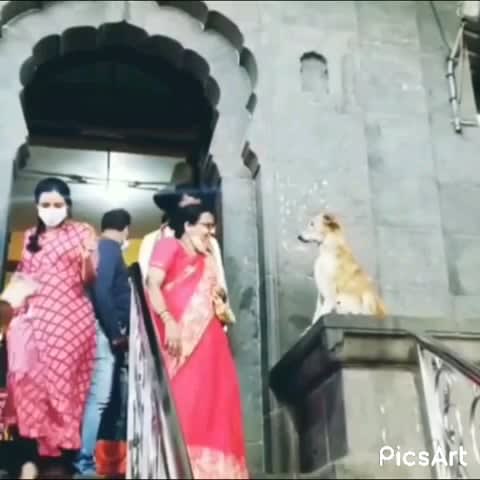 Stray dog giving blessings to strangers at an Indian temple