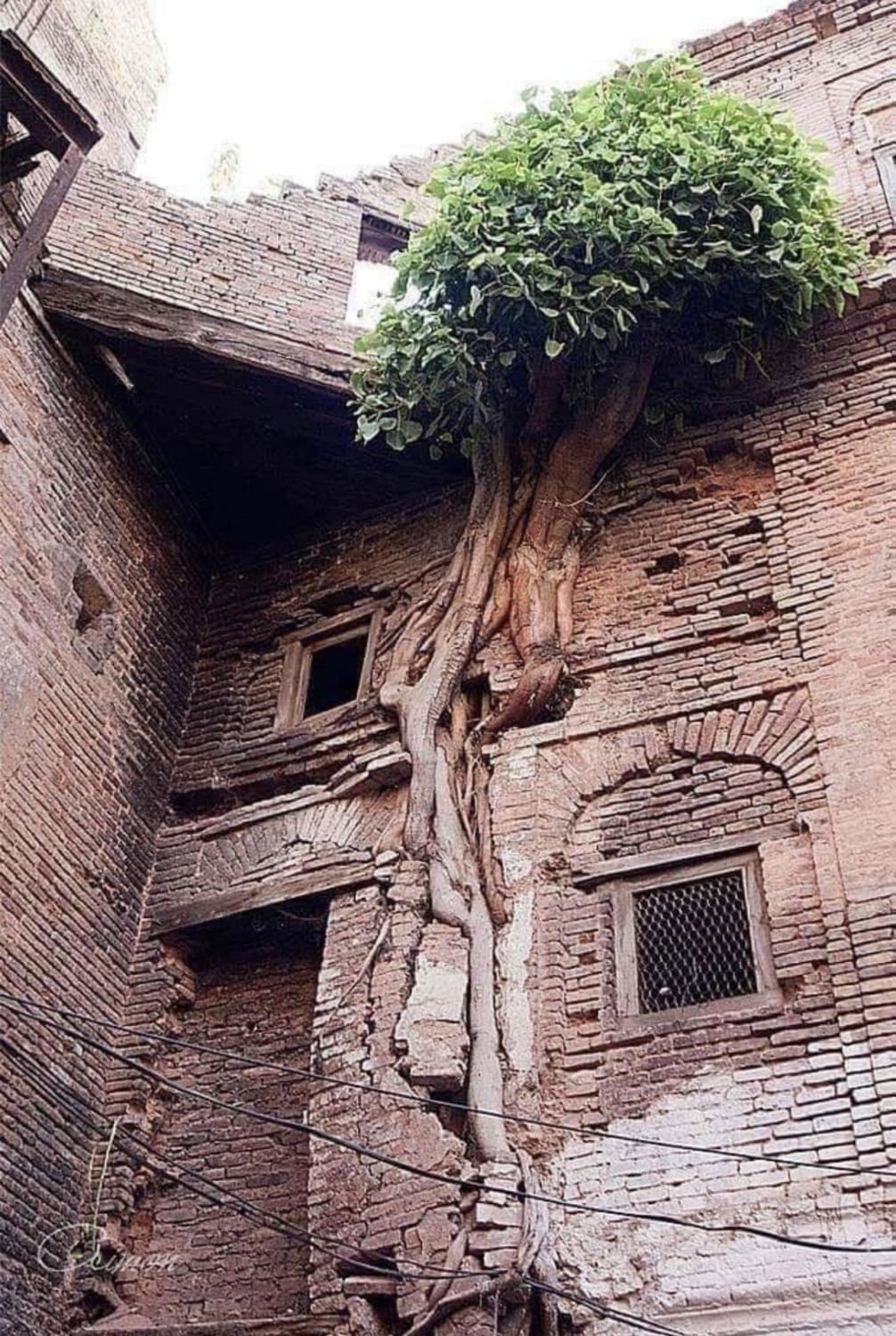 Tree growing into abandoned house.