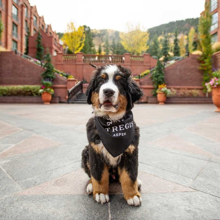 The St. Regis Aspen Got a Bernese Mountain Dog Puppy and His Instagram Is Truly Winter Magic (Video)