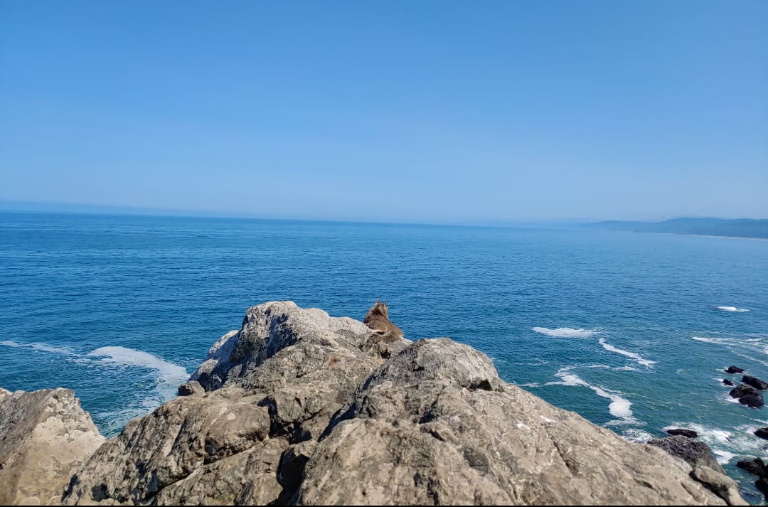 Squirrel casually admiring the California Coast - Patrick's Point