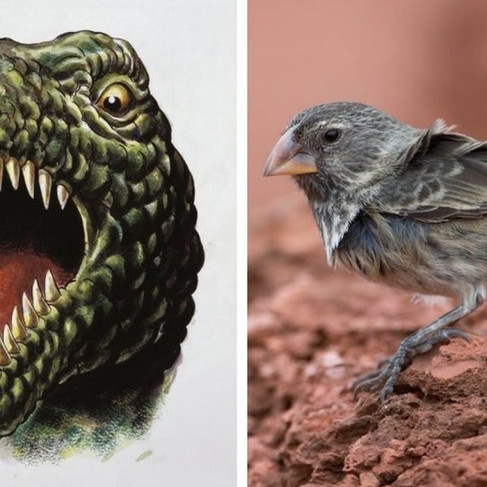 T. rex vs finch: The Galapagos finch would win