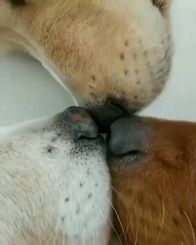 An Extremely Rare Triple Snoot Boop