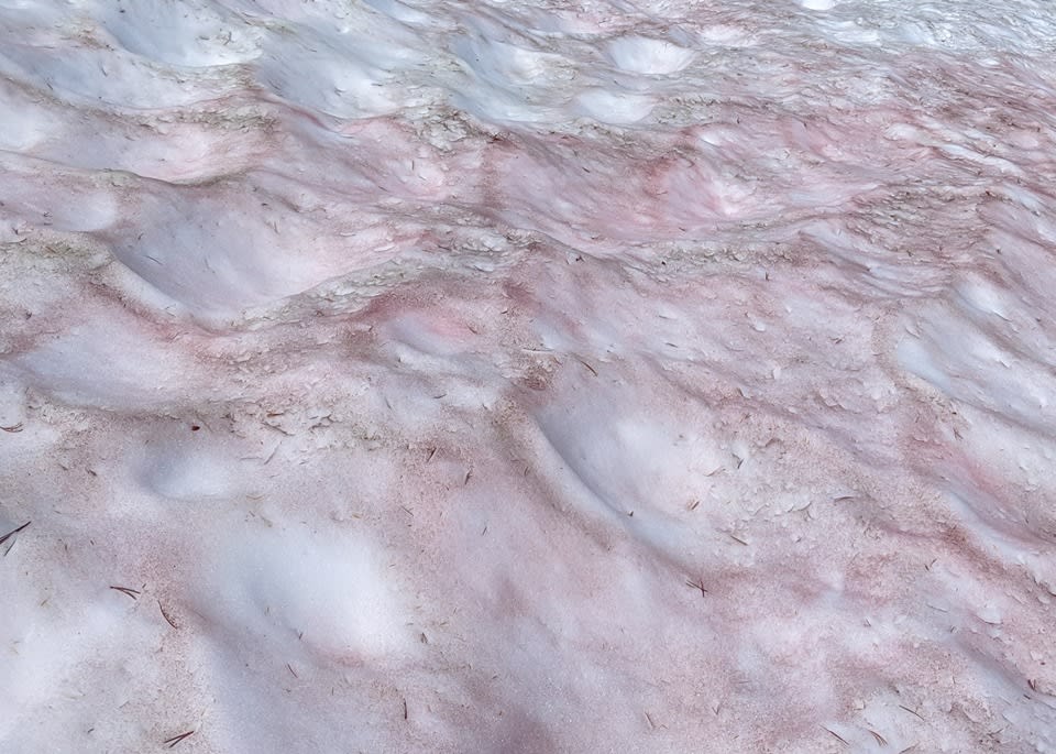 Pink 'watermelon snow' found in Yosemite's high country
