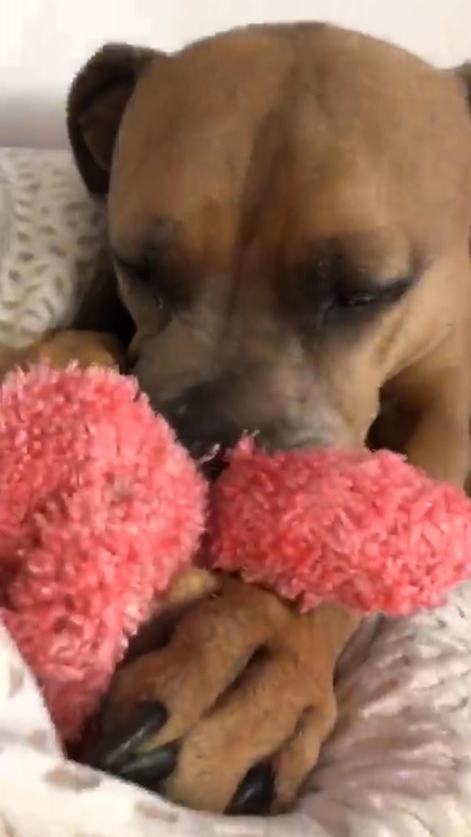 Pittie gets a pink stuffed bunny from her rescuer to comfort her — 4 years later, she still won't go anywhere without it