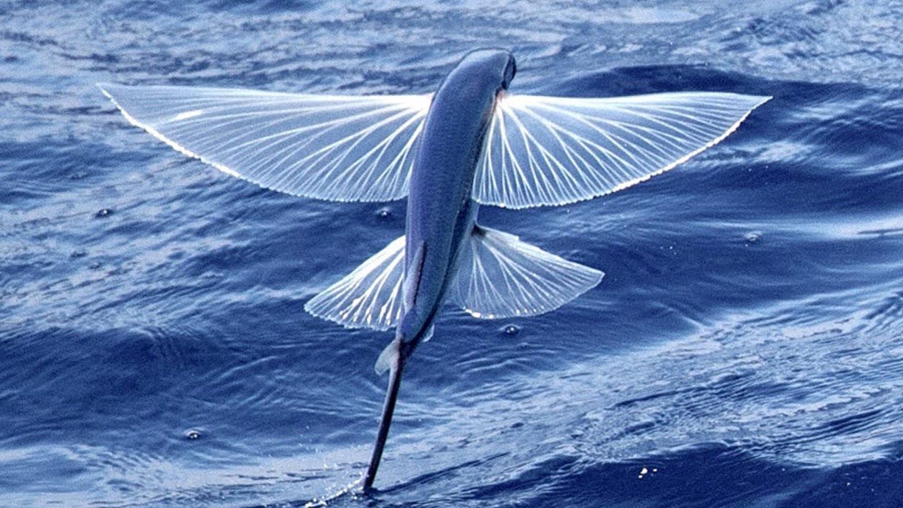 Flying fish is one of the most interesting fish that can be seen jumping out of the sea. They actually don't have the ability to fly like a birds, but they jumped up and glide through the air for short distances. The main reason for this behavior is believed to be escape from predators.