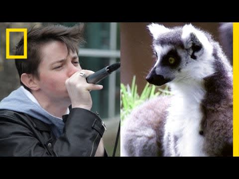 Lemur Sounds + Beatboxing = Sick Beats for Conservation | National Geographic