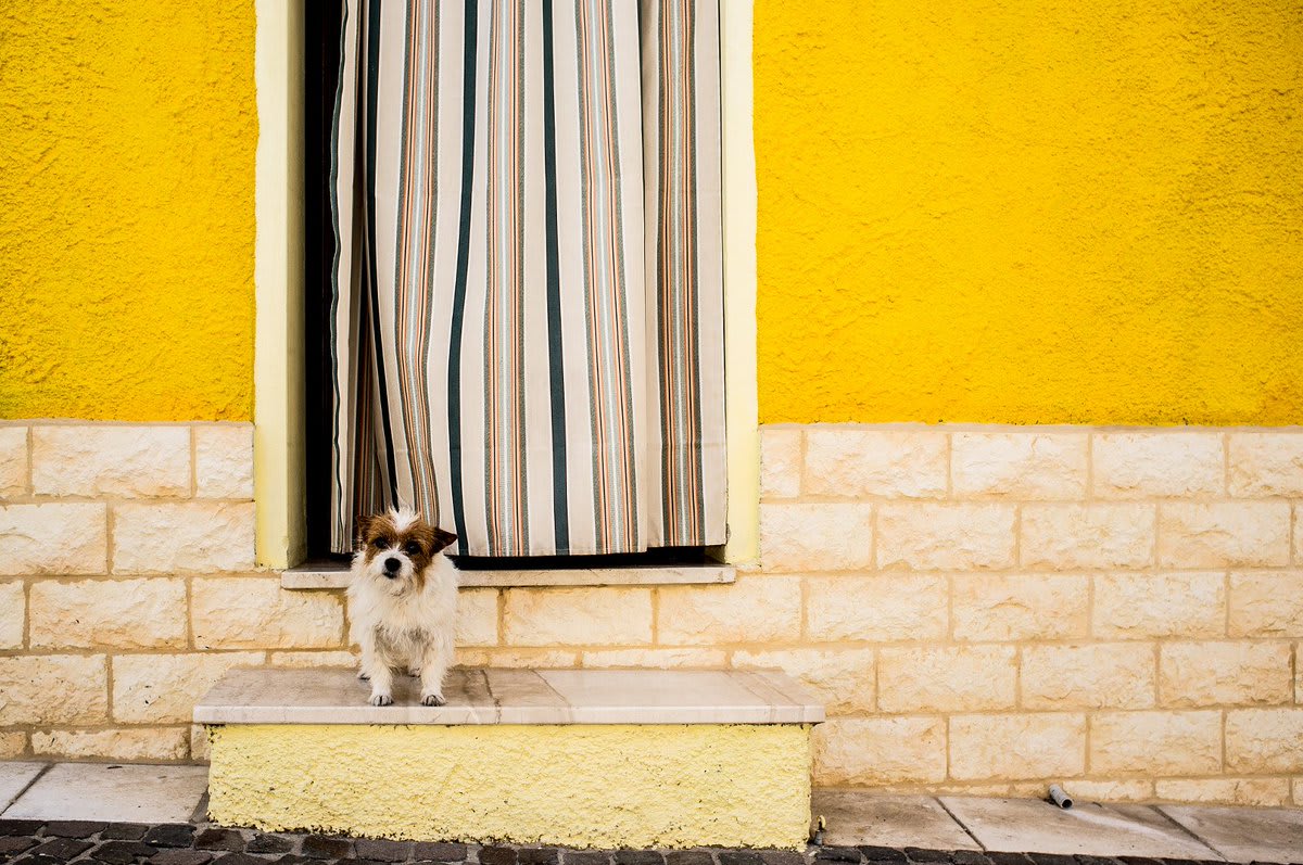 "Dog security 2" by Emanuele Toscano See more of their work: