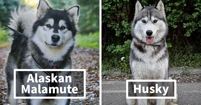 15 Well-Known Dog Breeds People Often Confuse And Their Differences Explained