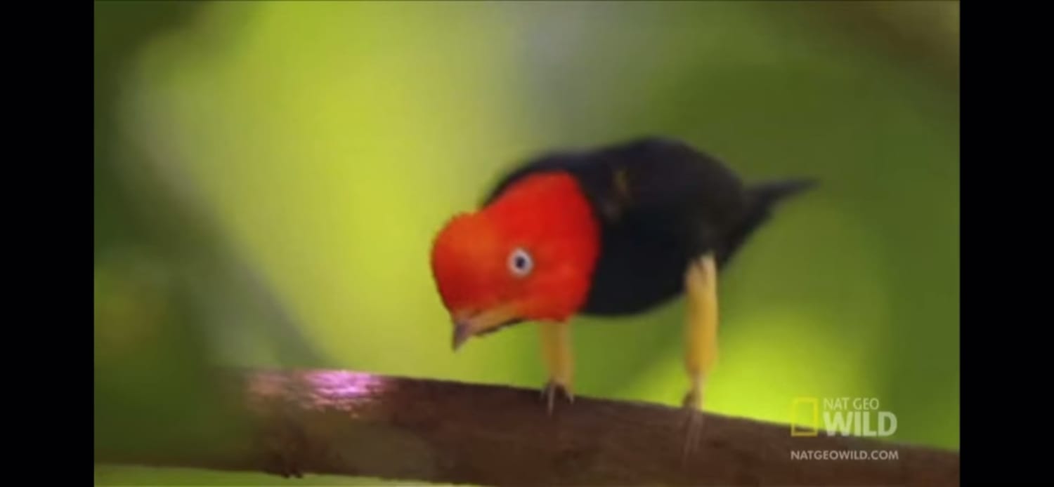 The Red Capped Manakin is feeds mostly on fruit and is found in tropical lowland forests of South America. It is known for its “moonwalk” mating dance.