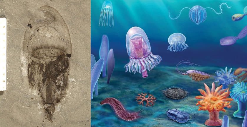 "Mind-blowing" fossil discovery in China has yielded 20,000+ incredibly well-preserved, ~518 million-year-old specimens, including soft-bodied animals like jellies & anemones. Bonus: More than half of those analyzed thus far were unknown to science.
