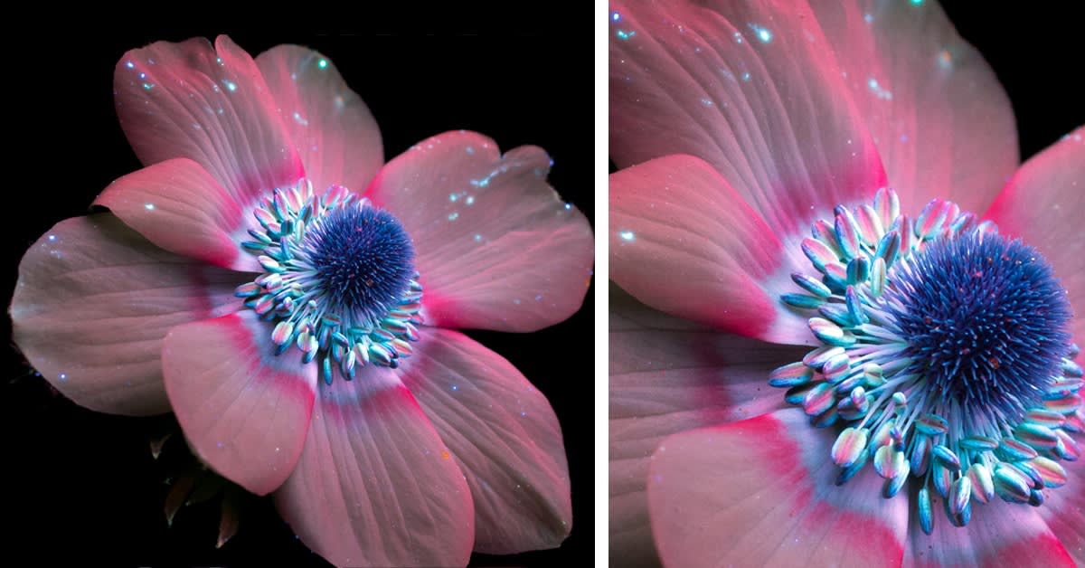 Ultraviolet Photography Reveals the Unexpected Fluorescence of Flowers