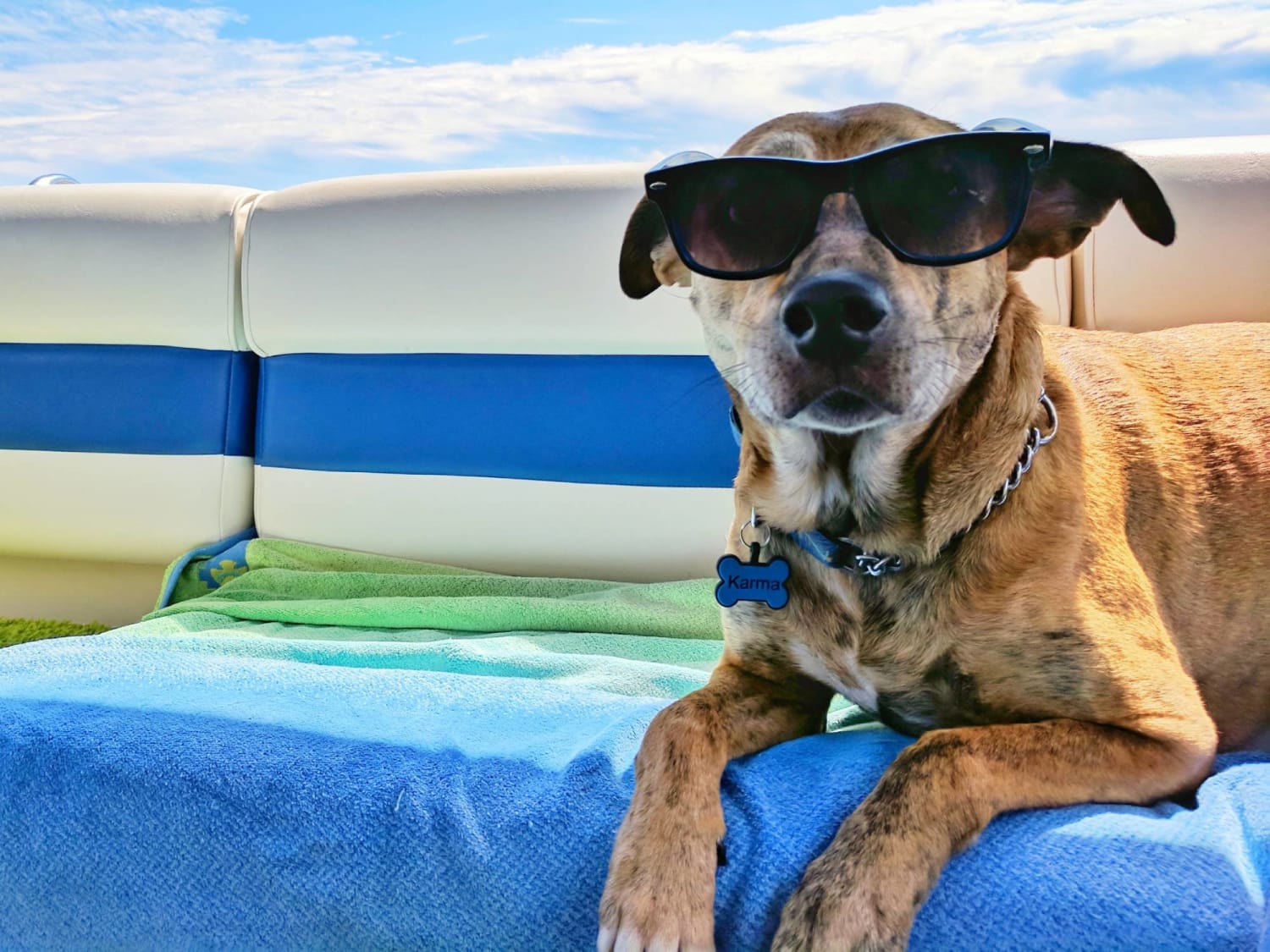 Keep your dog safe and cool during summer
