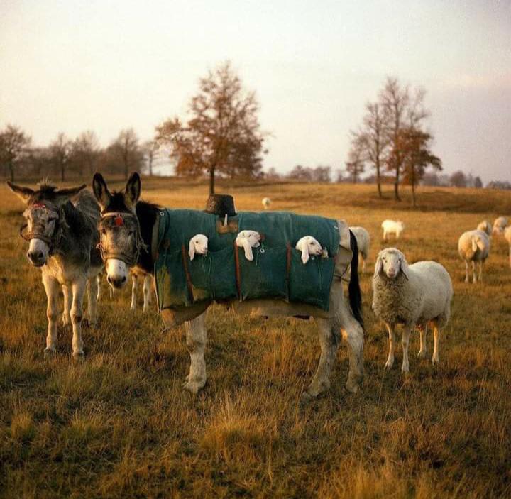 Each year in Italy animals are moved to higher ground to graze but the lambs are too young so are carried in special pouches worn by the donkeys.