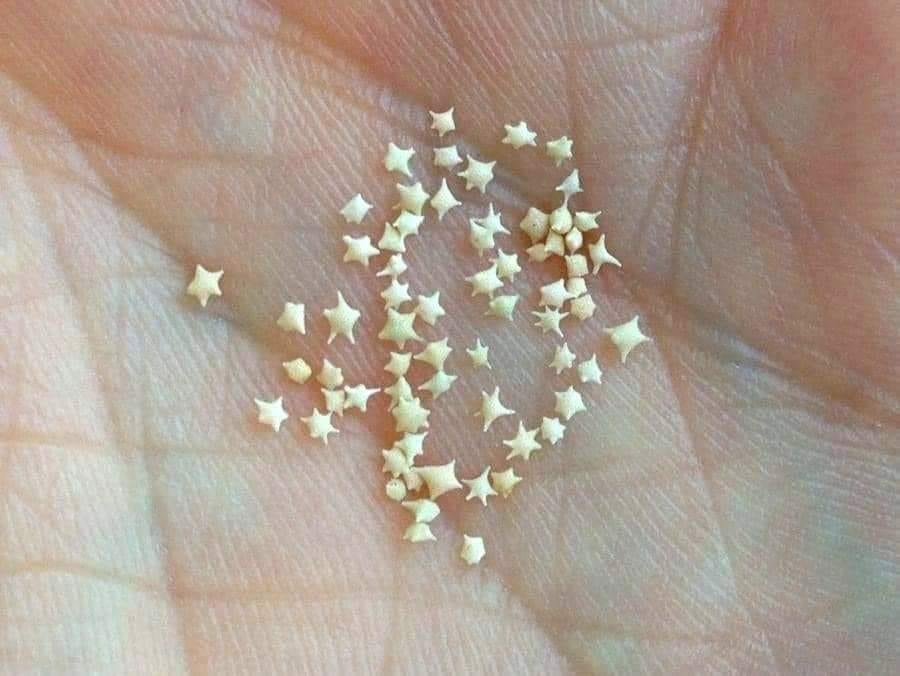 "The Star-Shaped Sand of Okinawa, Japan. The sand on Okinawa contains thousands of tiny stars, These grains of sand are actually the skeletons of marine protozoa that lived on the ocean floor 550 million years ago."