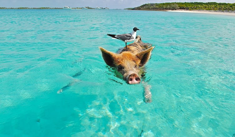 Pig Beach Bahamas Facts: Adorable Creature You Can Visit In The Island