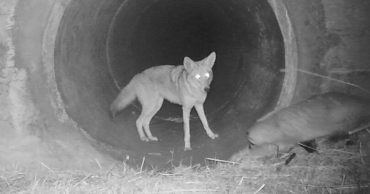 Watch a coyote and badger act like best buds in this whimsical wildlife camera video