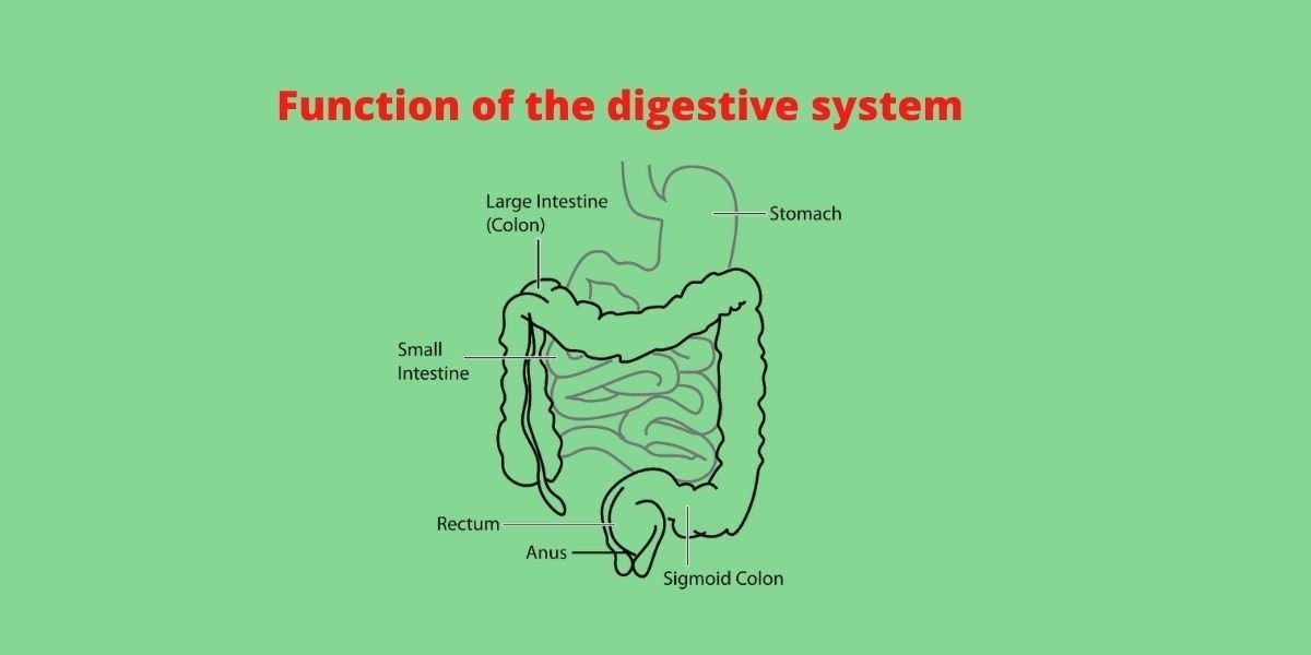 Function of the digestive system - CBSE Digital Education