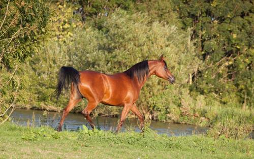 Arabian Horse History and Facts - Unbelievably Intelligent!