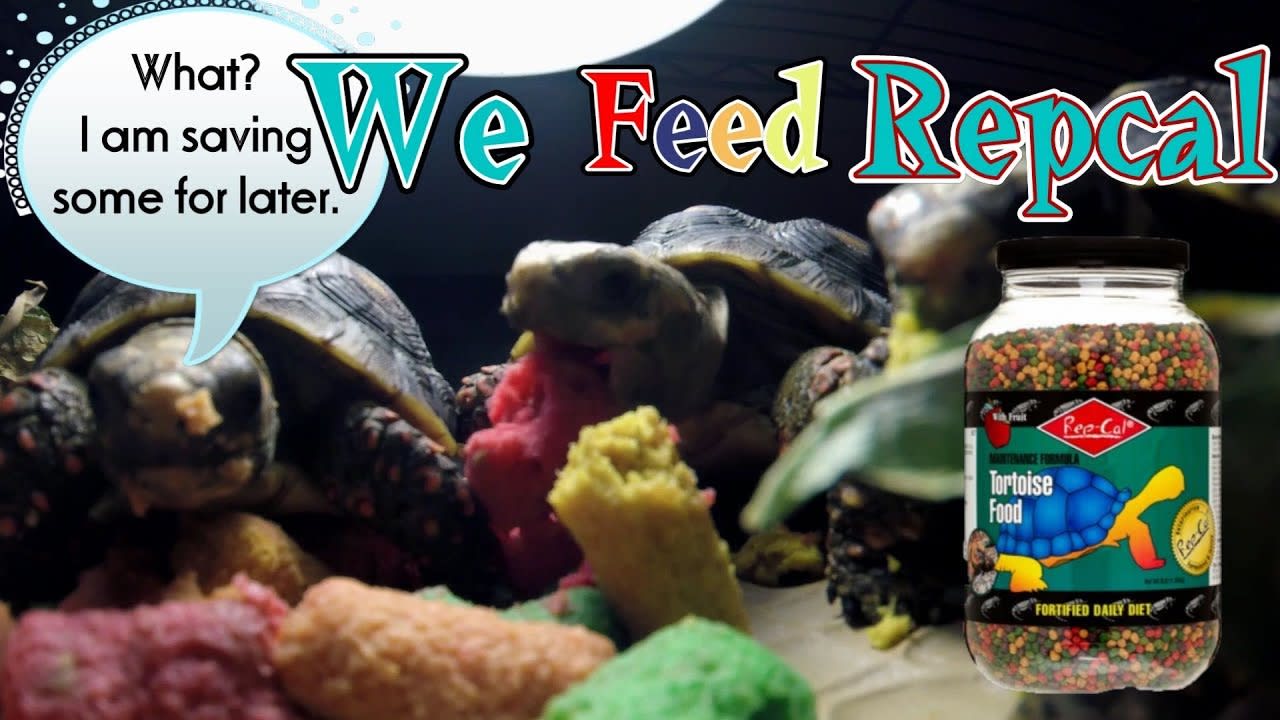 Redfoot Tortoises Eating Repcal