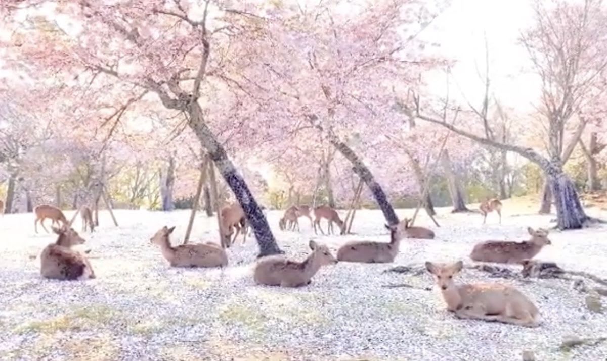 This Video of Japan’s Nara Park Deer Under the Cherry Blossoms Is Straight Out of a Dream