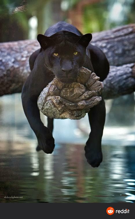 Black Panther chilling on a tree