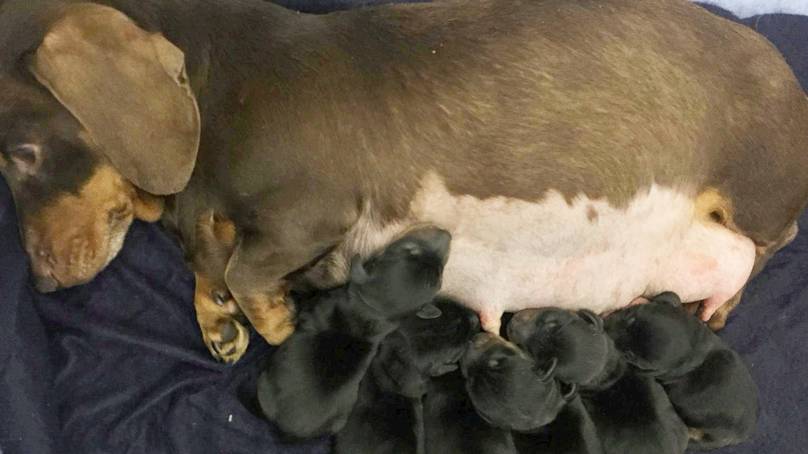 Sausage Dog And Her Puppies Stolen By Heartless Thieves Just Days Before Christmas