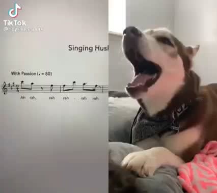 Singing Husky