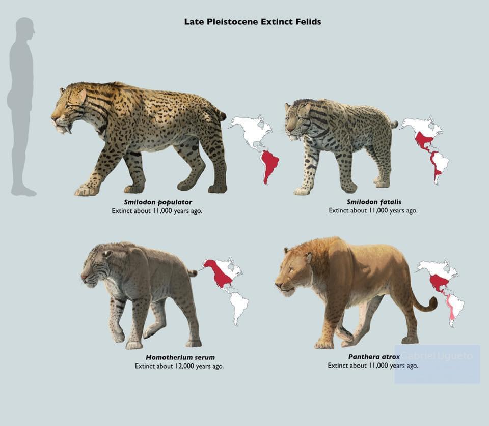 Distribution of the largest cat species during the Late Pleistocene by Gabriel Ugueto