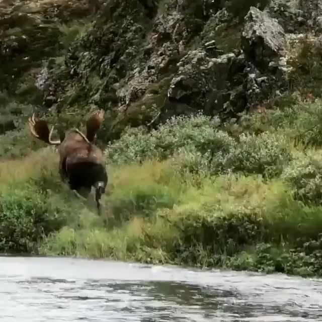 Massive Bull Moose Trotting Along A River Bank
