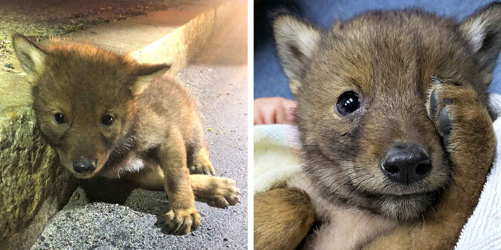 Kind Cop Goes Above And Beyond For A Lonely Little Coyote Pup