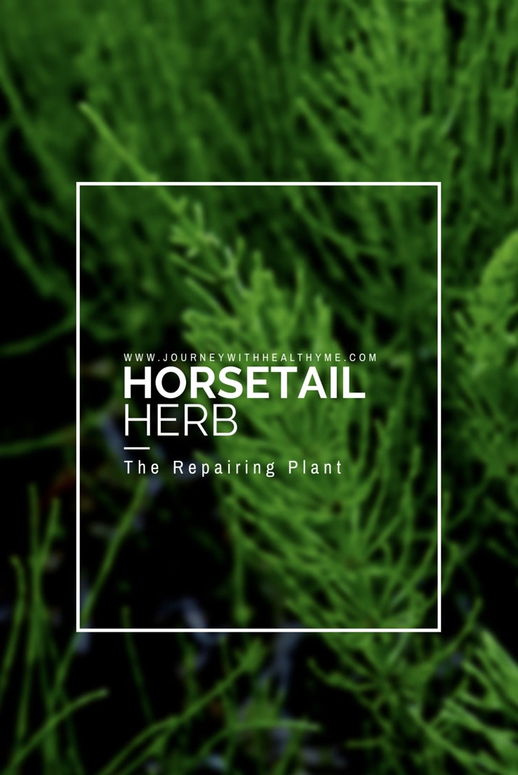 Horsetail Herb - Journey With Healthy Me