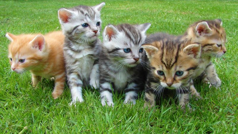 Watching cute animals is good for your health and lower stress, according to new study at University of Leeds