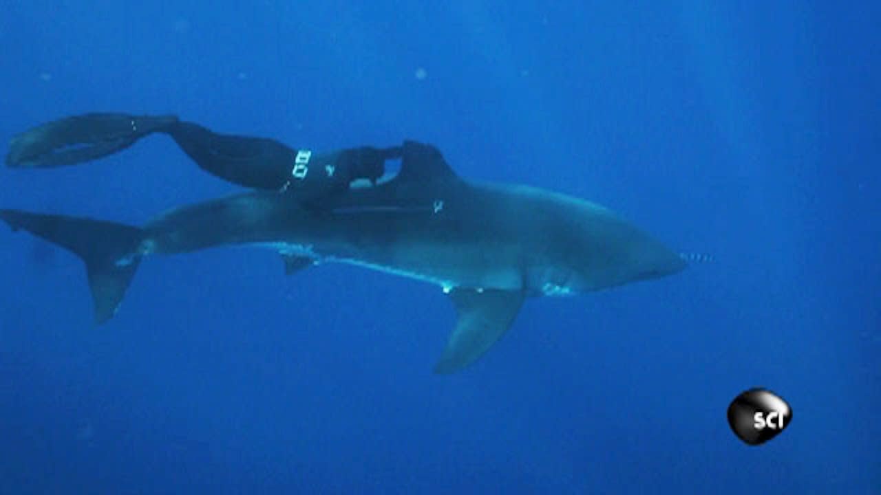 Hitching a Ride on a Great White Shark | Outrageous Acts of Science