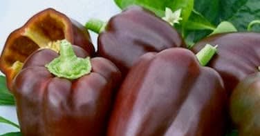 Chocolate bell pepper