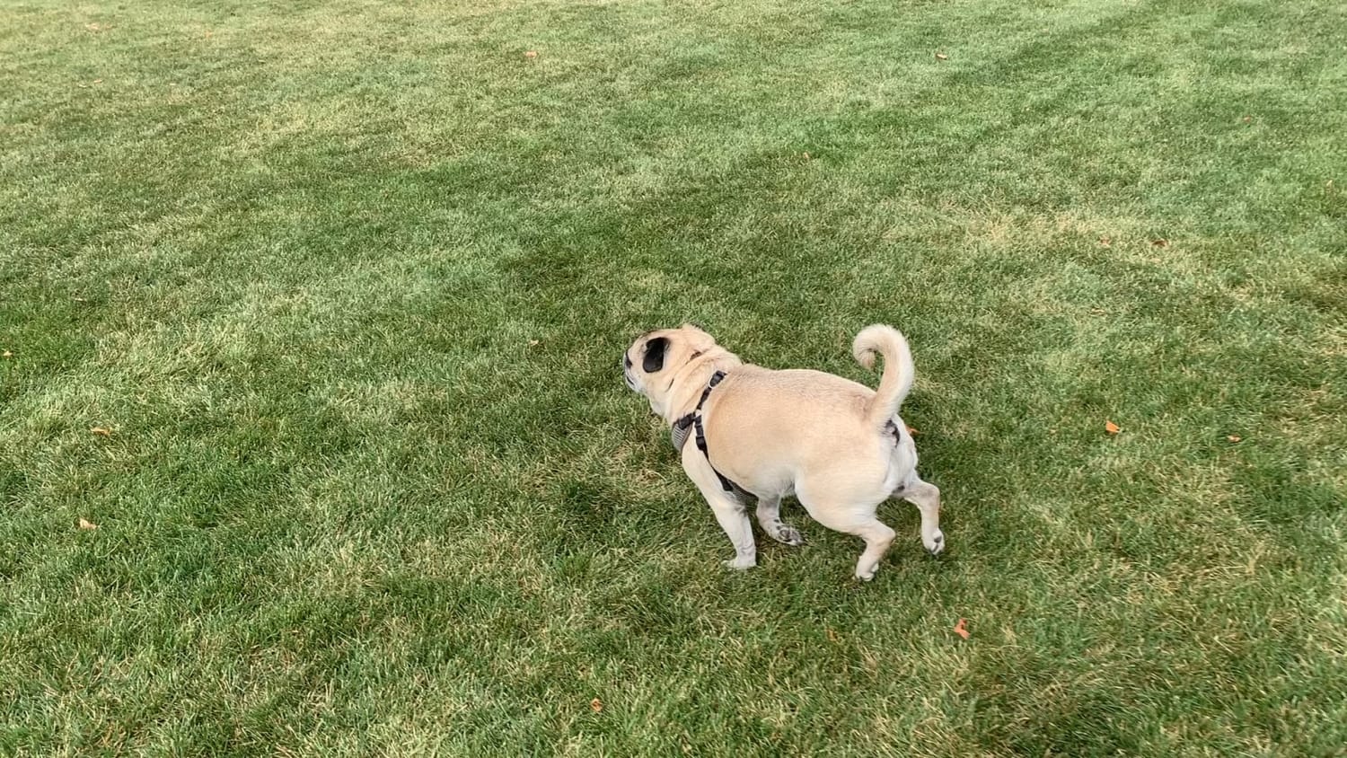 13 year old Brutus was feeling spunky today and got in some old timer zoomies!