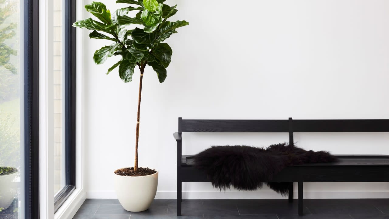 Your Apartment Needs These Indoor Plants