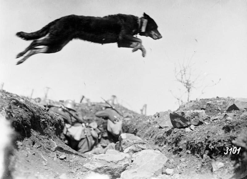 Messenger dog leaping over a German trench, May 1917